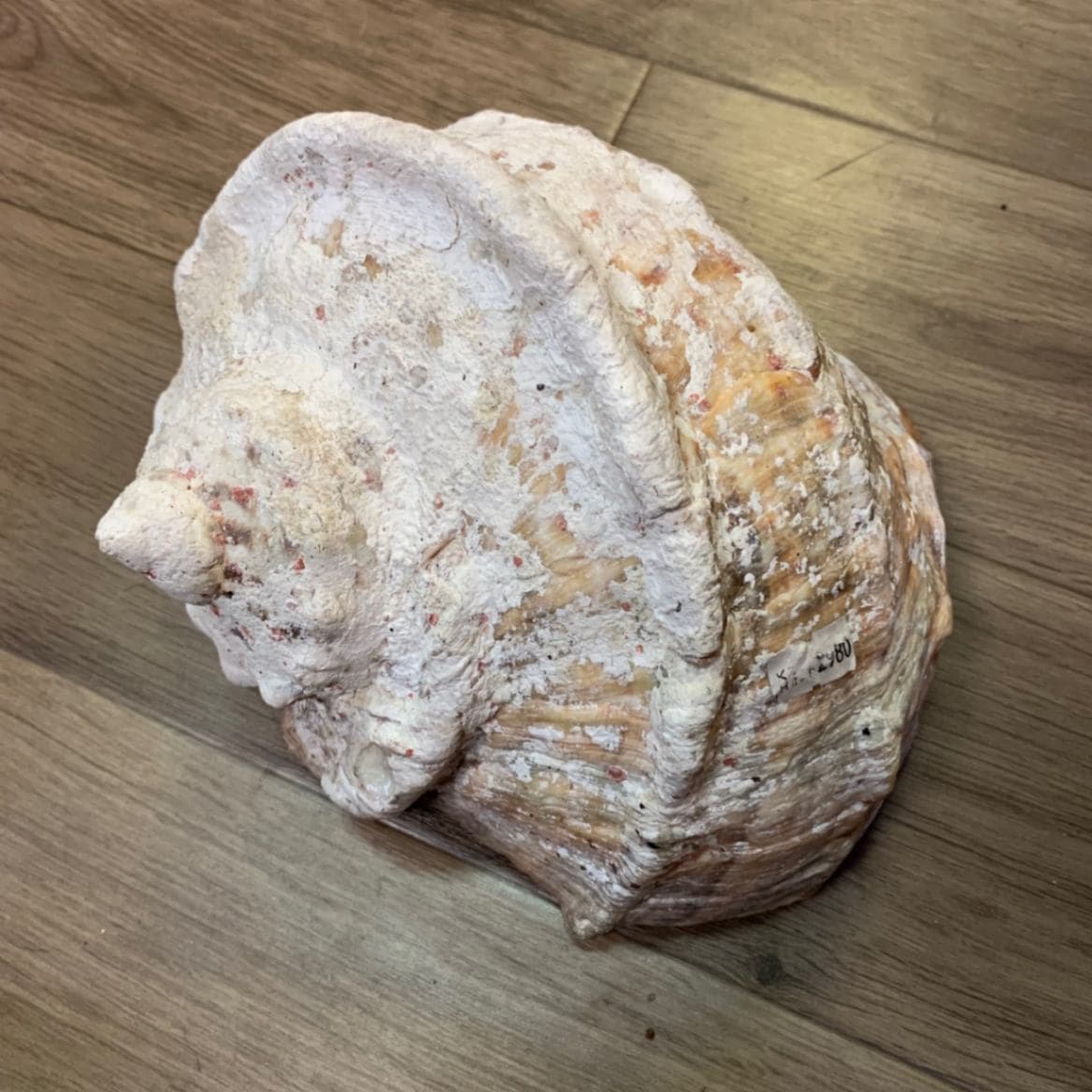 ヤコウガイ 21cm | すべての商品 | やどかり屋