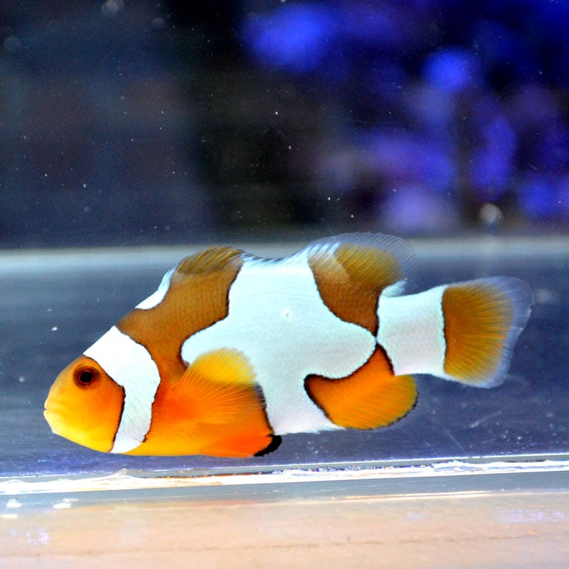 ペルクラクラウン ピカソ ブリード 02 海水魚図鑑 過去入荷 海水魚 クマノミ やどかり屋