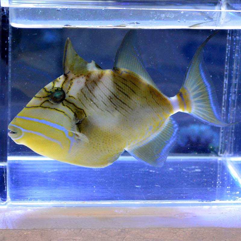 魚 GEX 金魚元気 ぶくぶくクリア 200CUBE の通販