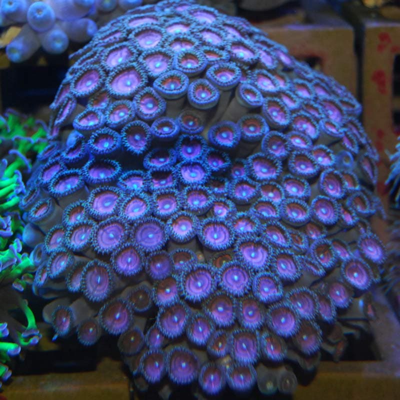 ボタンポリープ 【02004】 | 海水魚図鑑（過去入荷）,サンゴ