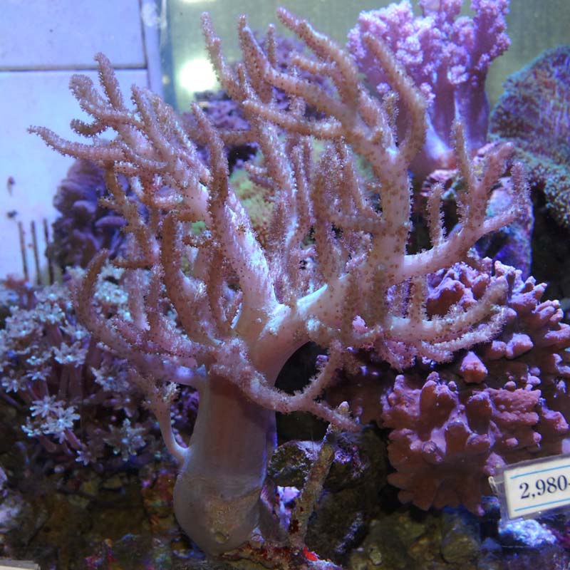 ナグラカタトサカ【沖縄産】 | 海水魚図鑑（過去入荷）,サンゴ 