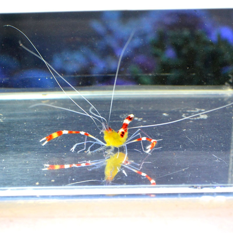 キイロオトヒメエビ フィリピン産 海水魚図鑑 過去入荷 甲殻類 やどかり屋