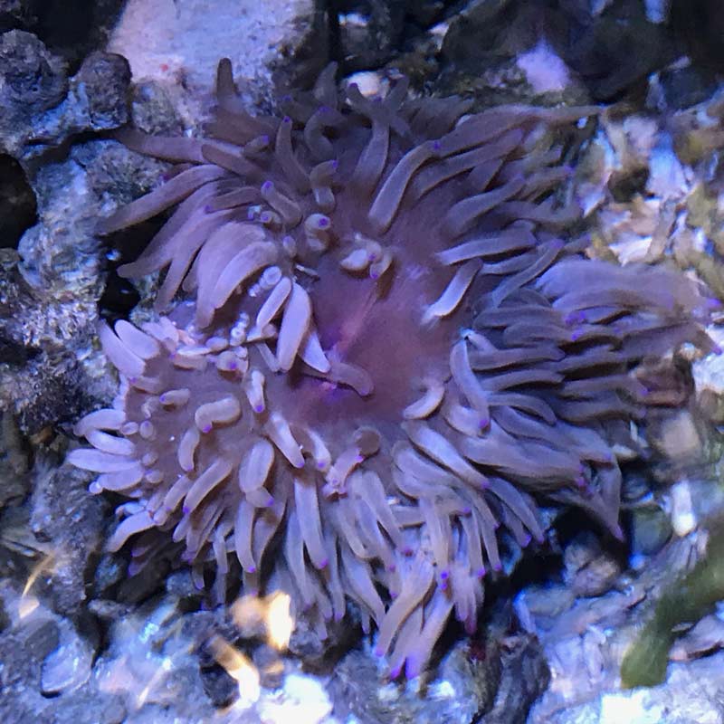 キッカイソギンチャク【近海産】パープルチップ | 海水魚図鑑（過去