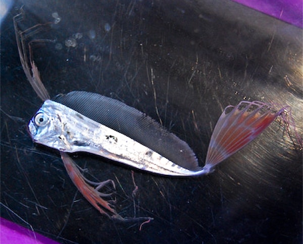 テンガイハタ【日本海産】 | 海水魚図鑑（過去入荷）,海水魚,その他