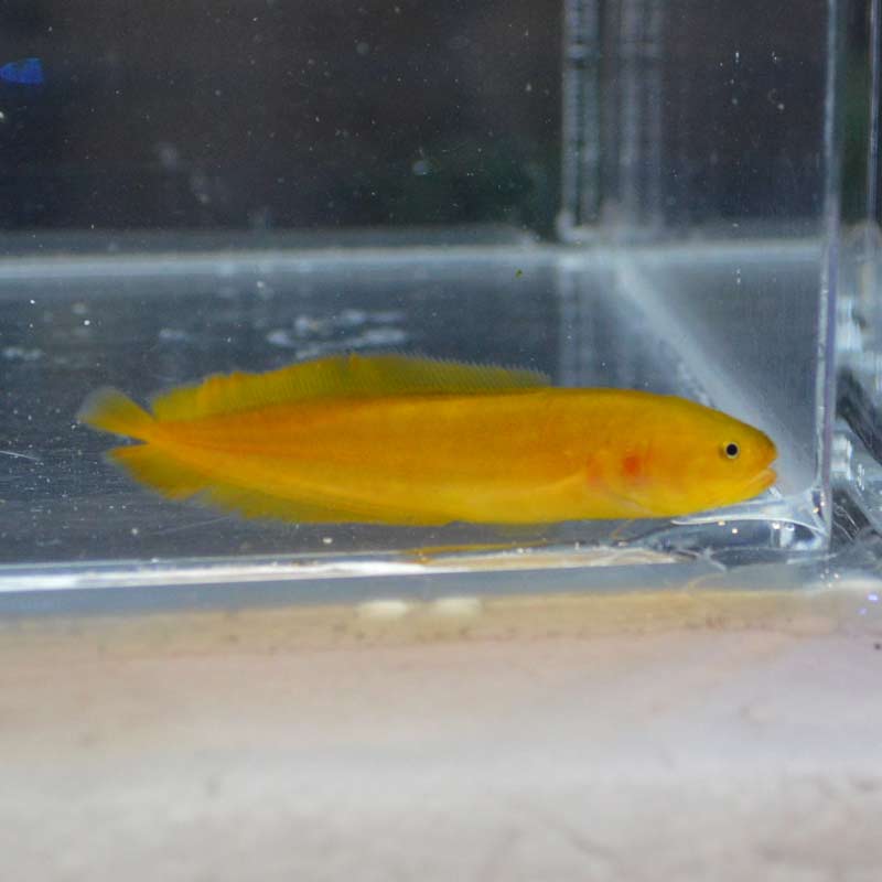 サンゴイタチウオ | 海水魚図鑑（過去入荷）,海水魚,その他 | やどかり屋