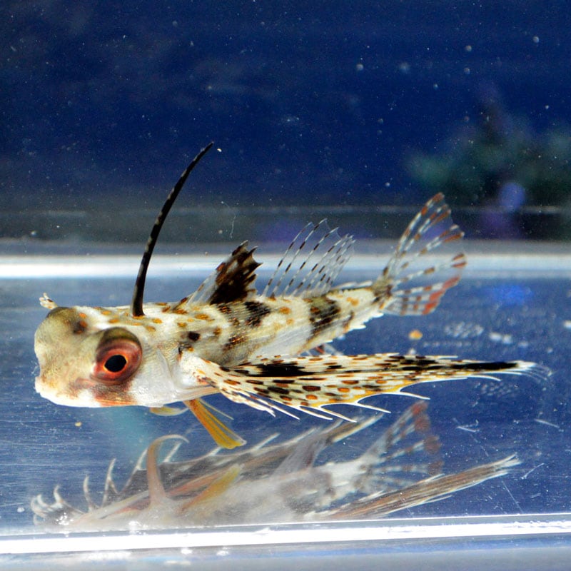 セミホウボウ フィリピン産 海水魚図鑑 過去入荷 海水魚 その他 やどかり屋 セミホウボウ フィリピン産 海水魚図鑑 過去入荷 海水魚 その他 やどかり屋