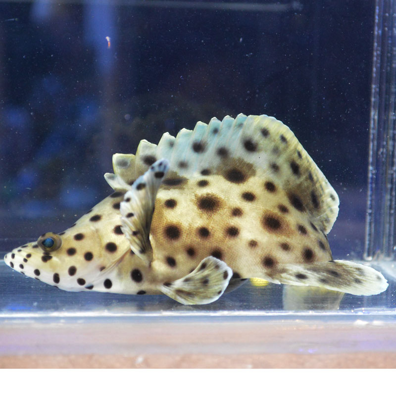 サラサハタ 海水魚図鑑 過去入荷 海水魚 バスレット ハナダイ ハタ やどかり屋 サラサハタ 海水魚図鑑 過去入荷 海水魚 バスレット ハナダイ ハタ やどかり屋