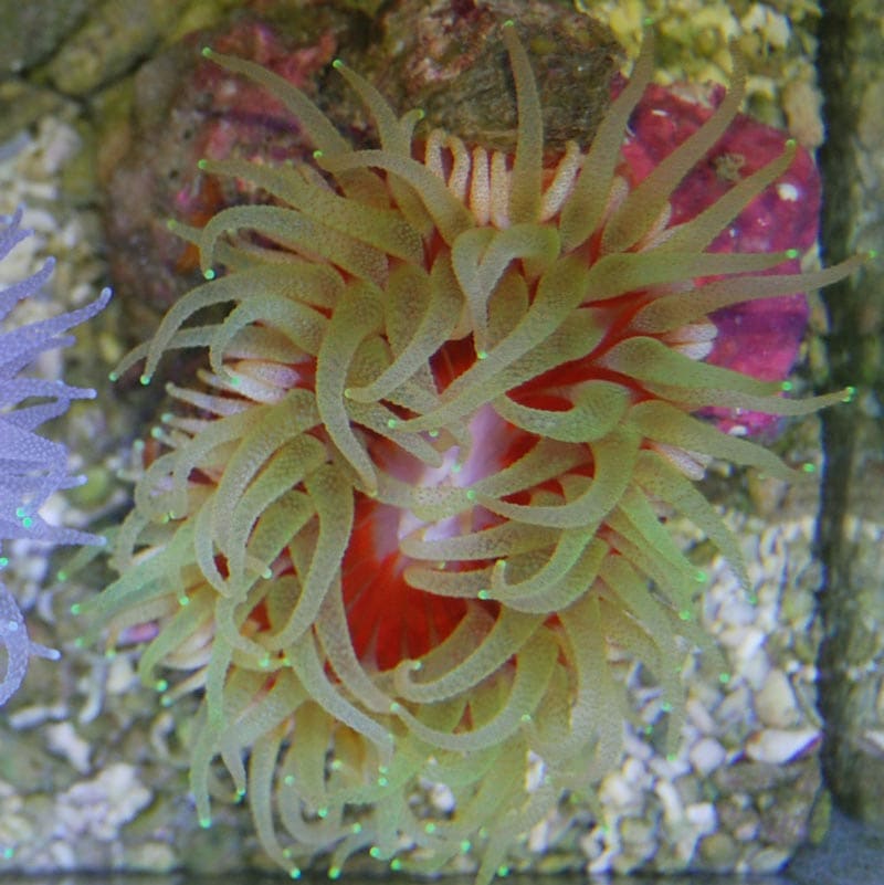 ウチウラタコアシサンゴ イエロー | 海水魚図鑑（過去入荷）,サンゴ