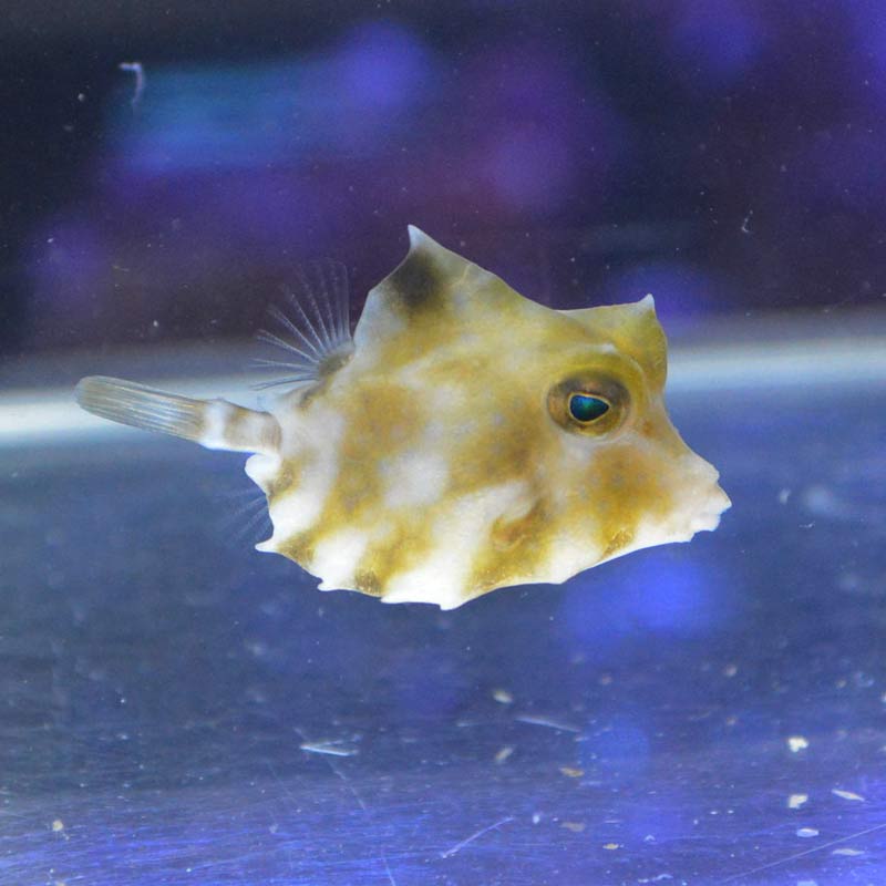 ラクダハコフグ マニラ産 01 海水魚図鑑 過去入荷 海水魚 フグ ハコフグ やどかり屋