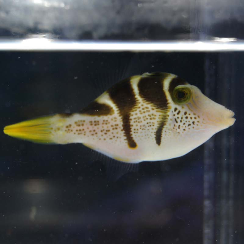 ノコギリハギ（シマキンチャクフグに擬態）【セブ産】 | 海水魚図鑑