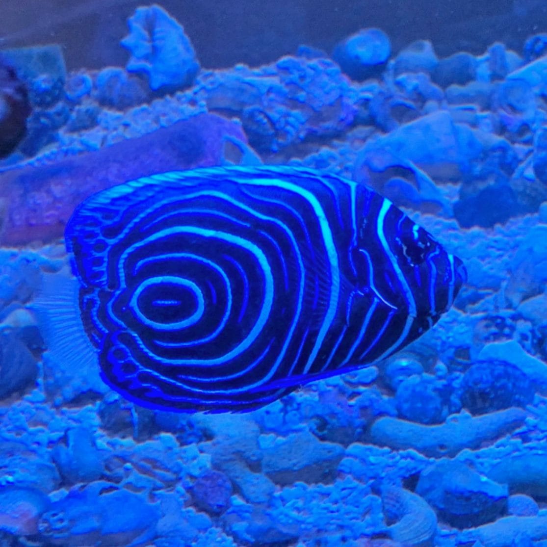 ウズマキ【フィリピン産】 | 海水魚,ヤッコ | やどかり屋