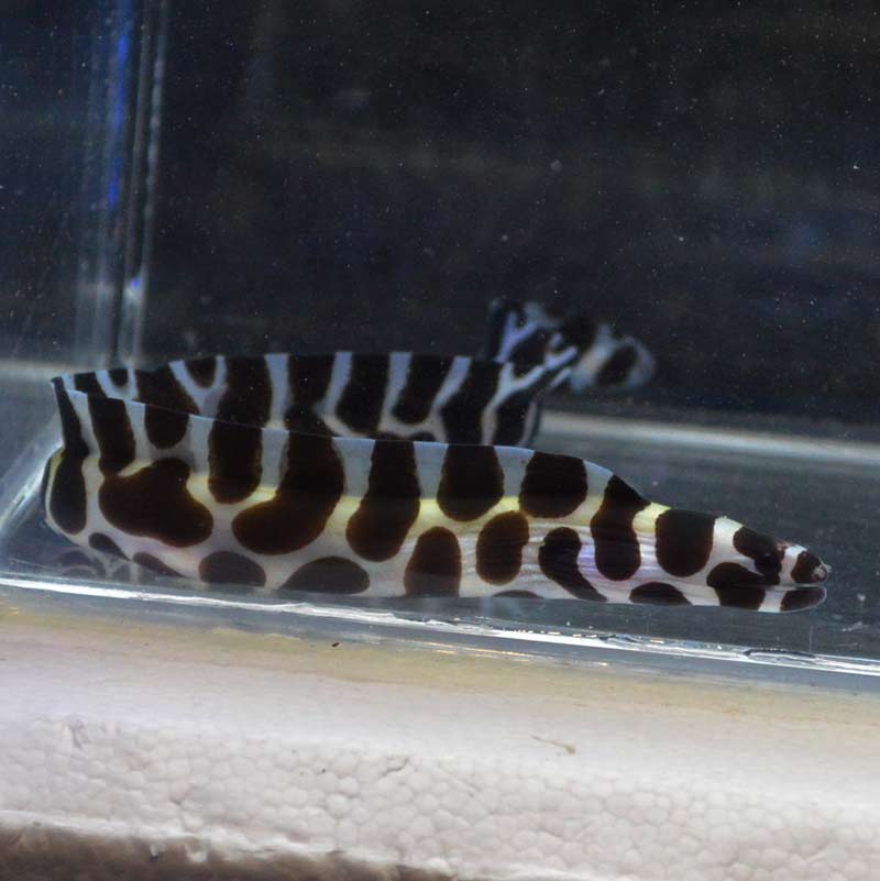 海水魚 トラウツボ インディアンモレイ ゼブラウツボ