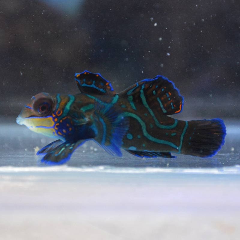 フレームエンゼルフィッシュ【クリスマス島産】 | 海水魚図鑑（過去