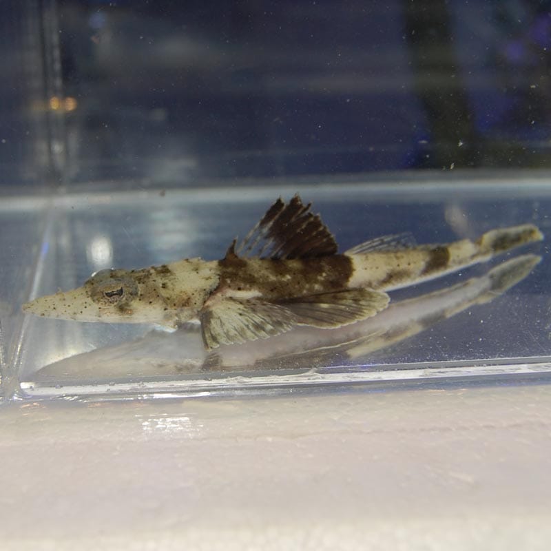 コチ Sp 海水魚図鑑 過去入荷 海水魚 その他 やどかり屋