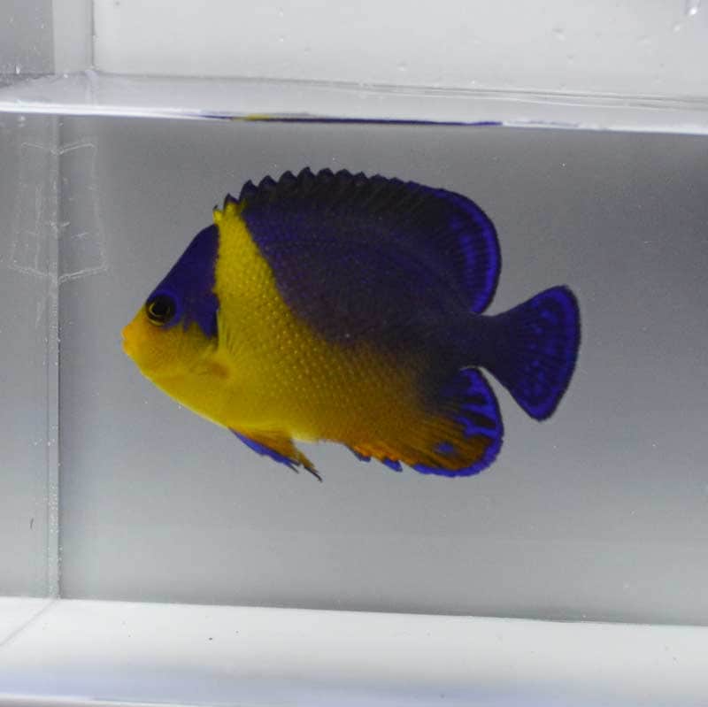 海水魚 スミレヤッコ