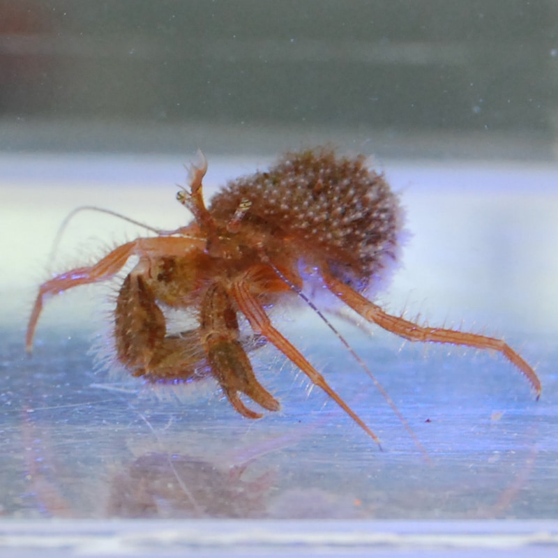 エタジマホンヤドカリ 近海産 海水魚図鑑 過去入荷 甲殻類 やどかり屋