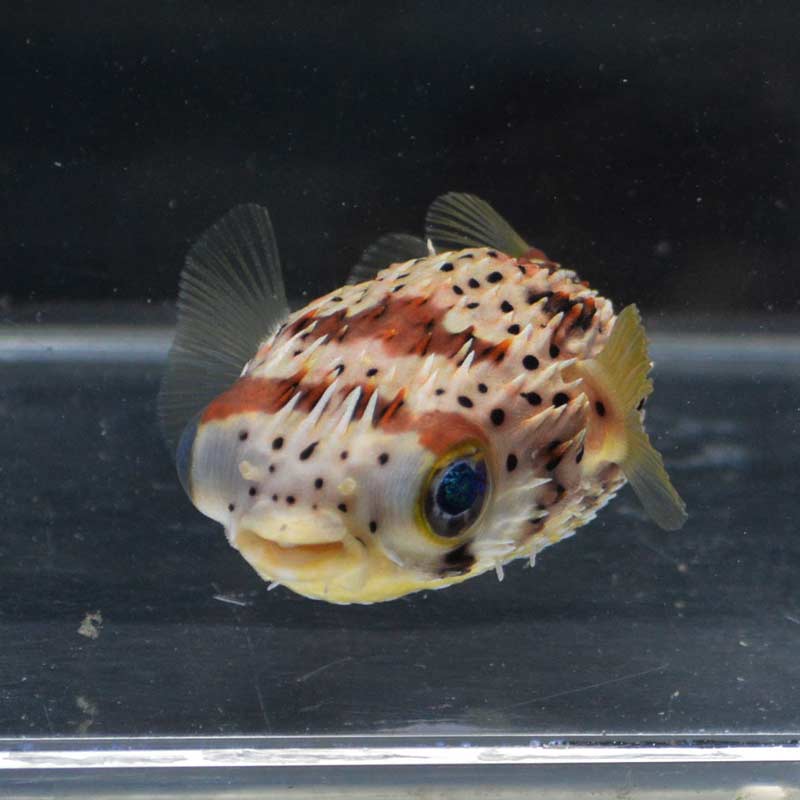 ハリセンボン【カリブ産】 | 海水魚図鑑（過去入荷）,海水魚,フグ