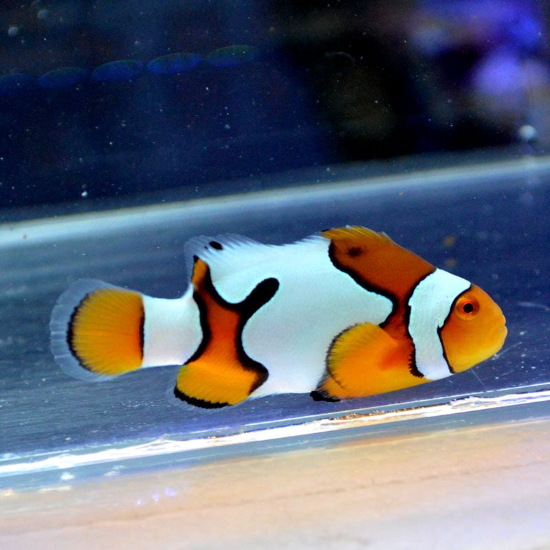 ペルクラクラウン ピカソ ブリード 01 海水魚図鑑 過去入荷 海水魚 クマノミ やどかり屋