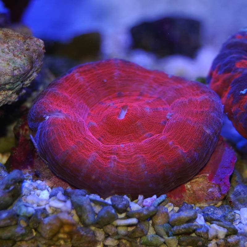 海水魚　サンゴ　スコリミア スコリミア【オーストラリア産】 | 海水魚図鑑（過去入荷）,サンゴ
