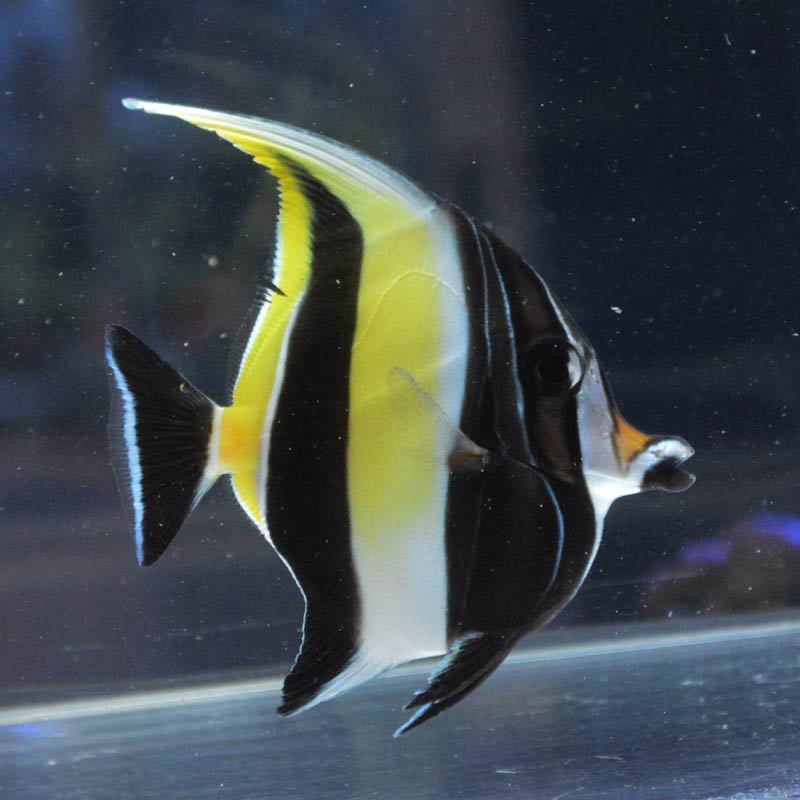 ツノダシ【スリランカ産】 | 海水魚図鑑（過去入荷）,海水魚,ハギ