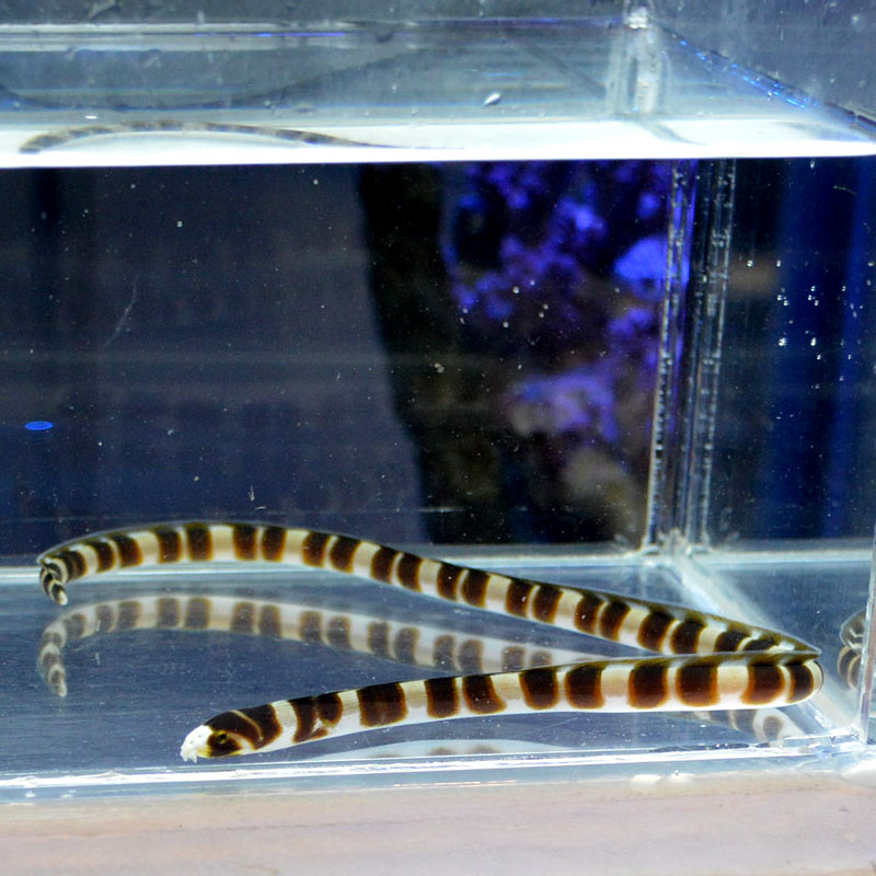 ウミヘビ Sp 海水魚図鑑 過去入荷 海水魚 ウツボ アナゴ やどかり屋 ウミヘビ Sp 海水魚図鑑 過去入荷 海水魚 ウツボ アナゴ やどかり屋