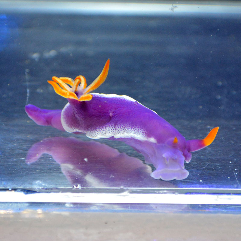 パープルスラッグ | 海水魚図鑑（過去入荷）,海水魚,貝・ウミウシ