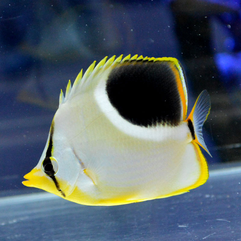 セグロチョウチョウウオ 海水魚図鑑 過去入荷 海水魚 チョウチョウウオ やどかり屋