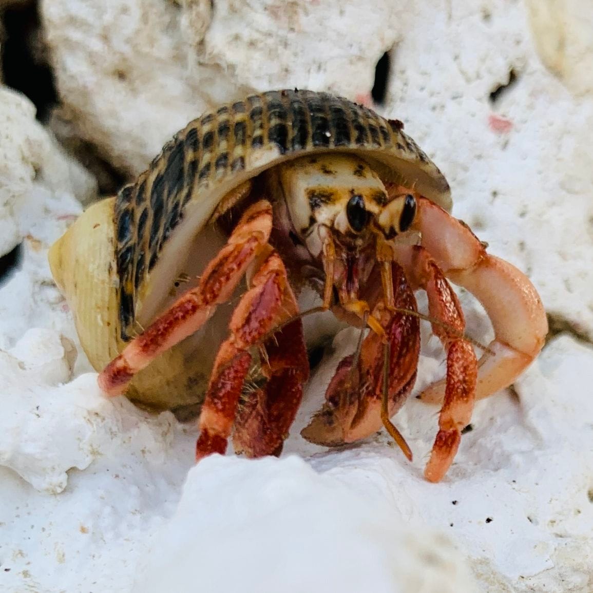 ムラサキオカヤドカリ ホワイトブルー【沖縄産】+貝殻1個 | 海水魚図鑑