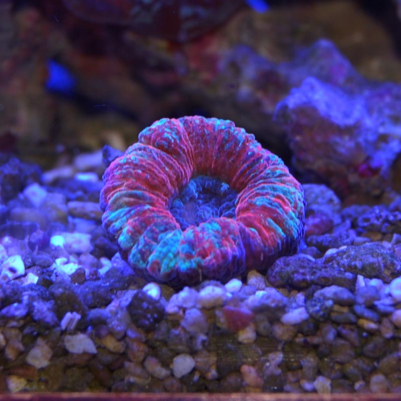 【決まりました】オオバナサンゴ　ヒユサンゴ　レッドマルチ　海水魚 決まりました】オオバナサンゴ ヒユサンゴ レッドマルチ 海水魚