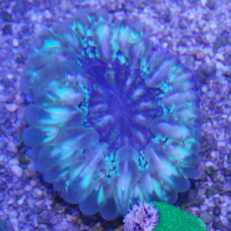 コハナガタサンゴ【12013】 | 海水魚図鑑（過去入荷）,サンゴ