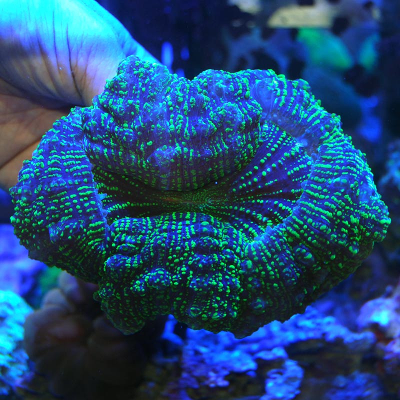 アザミコハナガタサンゴ 09 | 海水魚図鑑（過去入荷）,サンゴ