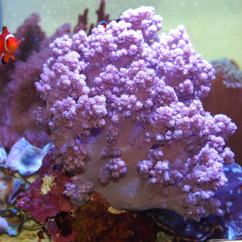 スジチヂミトサカ パープル【沖縄産】 | 海水魚図鑑（過去入荷