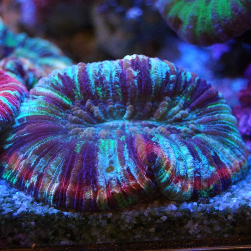 オオバナサンゴ【02005】 | 海水魚図鑑（過去入荷）,サンゴ・イソギンチャク,ハードコーラル | やどかり屋