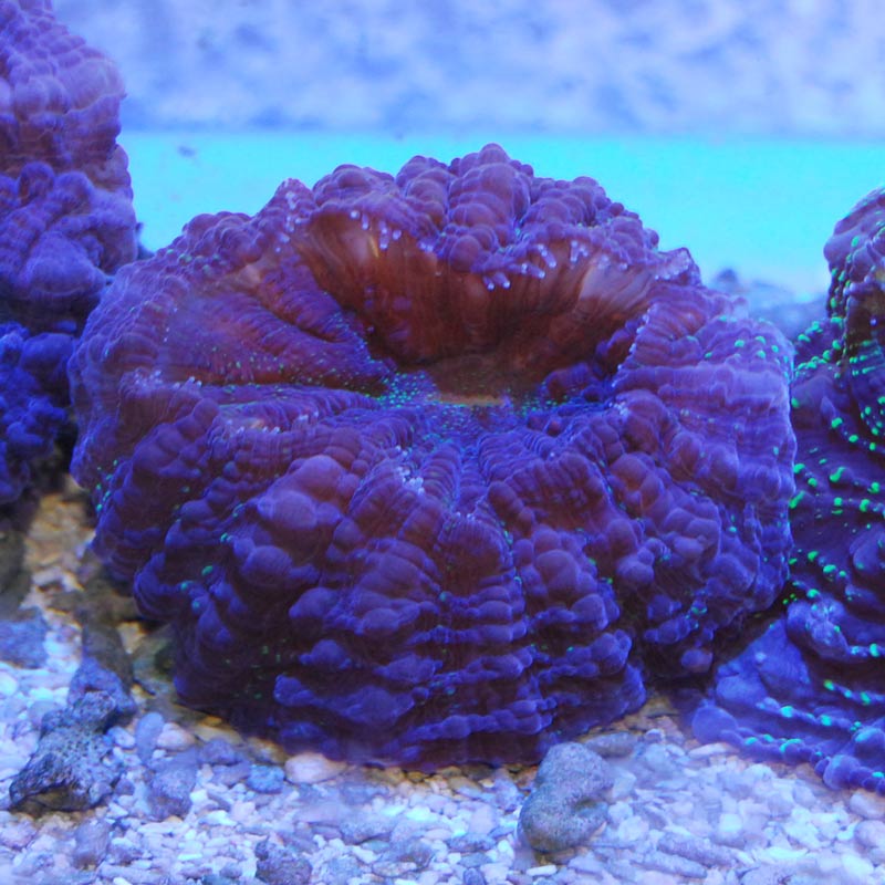 アザミコハナガタサンゴ | 海水魚図鑑（過去入荷）,サンゴ