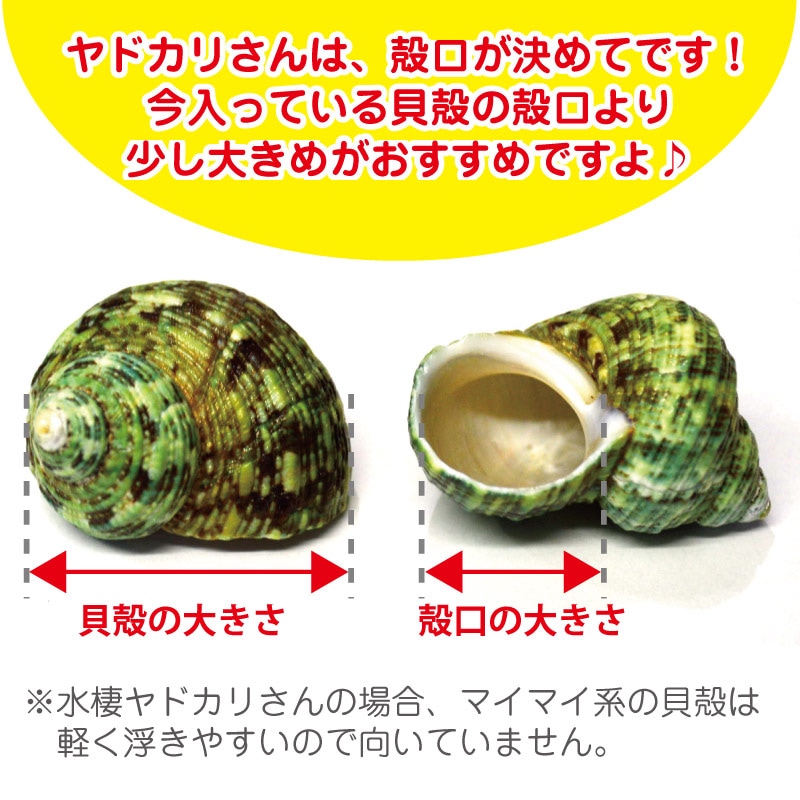 タケノコマイマイにはいっている白い脚のオカヤドカリさん | すべての