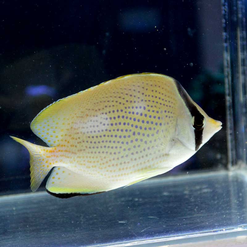 ゴマチョウチョウウオ マニラ産 海水魚図鑑 過去入荷 海水魚 チョウチョウウオ やどかり屋 ゴマチョウチョウウオ マニラ産 海水魚図鑑 過去入荷 海水魚 チョウチョウウオ やどかり屋