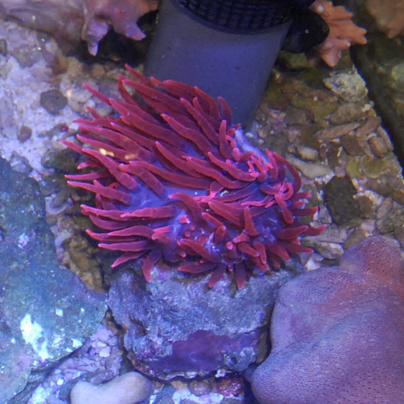 Coral オーストラリア産 トゲホソエダミドリイシ パープル Sea Japan