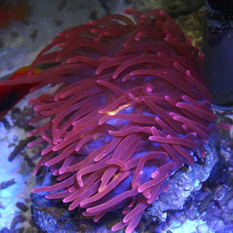 サンゴイソギンチャク レッド【近海産】 | 海水魚図鑑（過去入荷