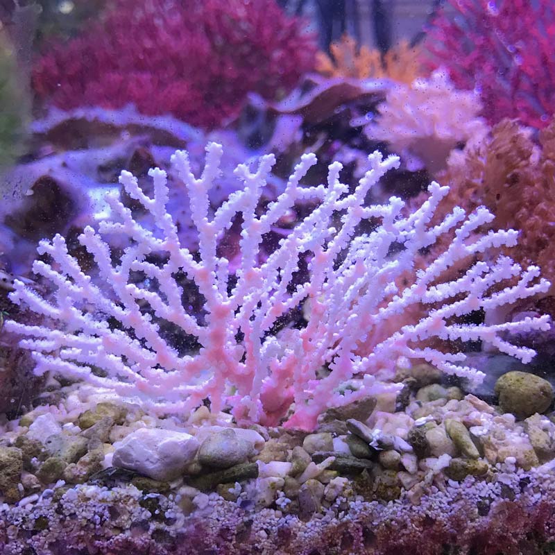イソバナ【近海産】【4032】 | 海水魚図鑑（過去入荷）,サンゴ