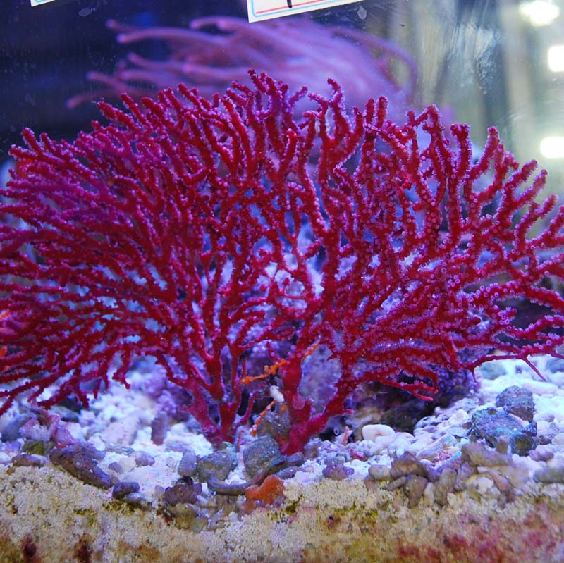 イソハナビ レッド【近海産】 | 海水魚図鑑（過去入荷）,サンゴ