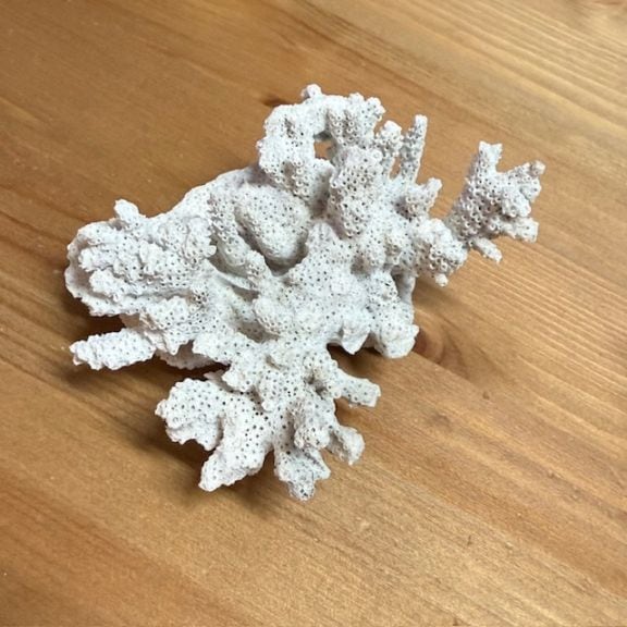 天然サンゴ【006】 | すべての商品 | やどかり屋