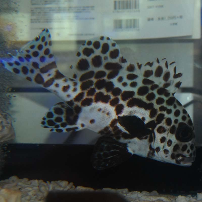 チョウチョウコショウダイ【沖縄産】 | 海水魚図鑑（過去入荷）,海水魚