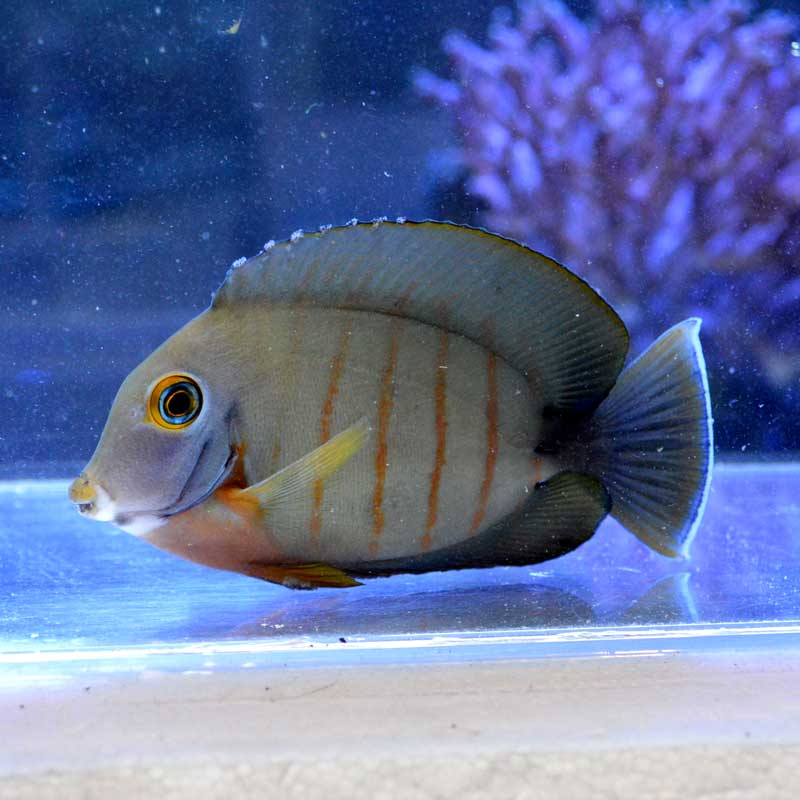 エイブルズタン バリ産 海水魚図鑑 過去入荷 海水魚 ハギ アイゴ やどかり屋