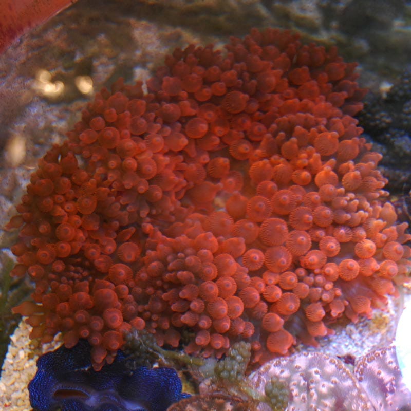 サンゴイソギンチャク レッド【1135】 | 海水魚図鑑（過去入荷