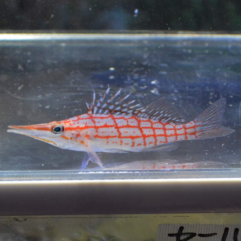 クダゴンベ セブ産 海水魚図鑑 過去入荷 海水魚 ゴンベ やどかり屋 クダゴンベ セブ産 海水魚図鑑 過去入荷 海水魚 ゴンベ やどかり屋