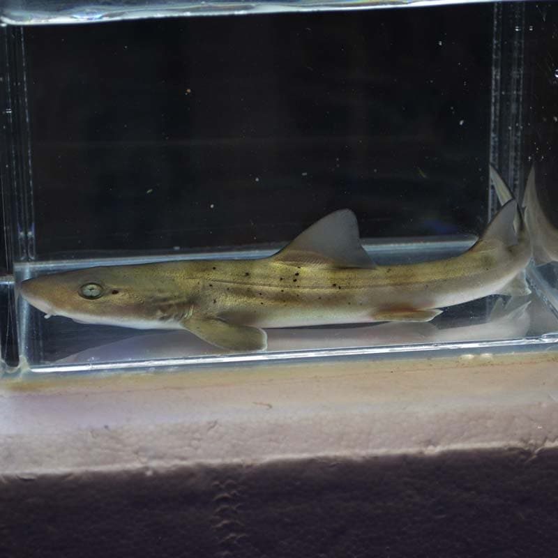 ドチザメ 近海産 海水魚図鑑 過去入荷 海水魚 サメ エイ やどかり屋