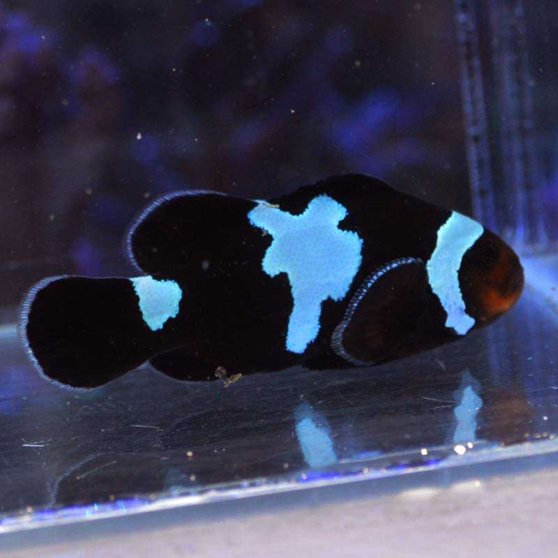 カクレクマノミ オセラリス ブラックアイス 【ブリード】01 | 海水魚