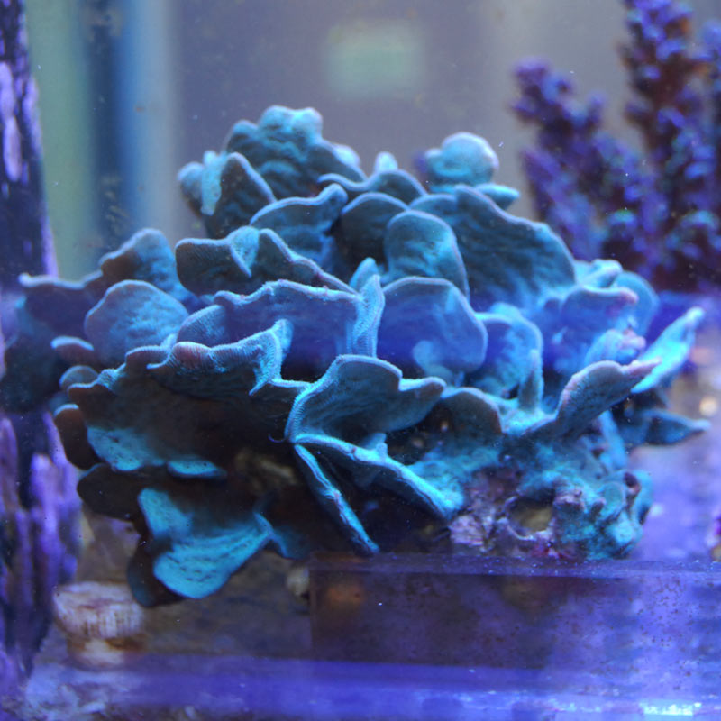 サオトメシコロサンゴ サオトメシコロサンゴ【珍】 | 海水魚図鑑（過去入荷）,サンゴ