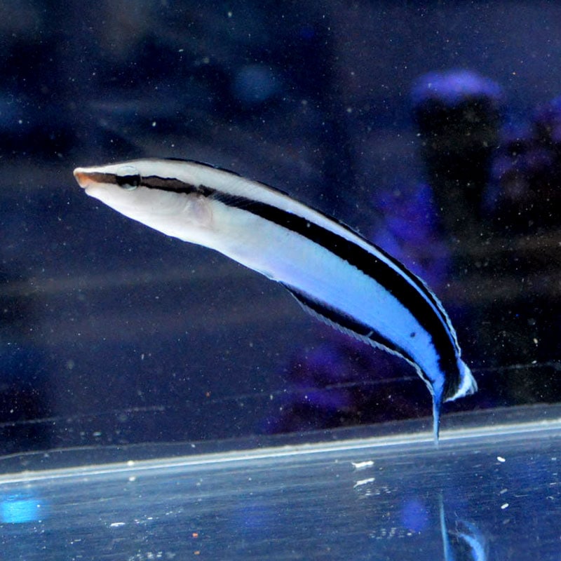 ニセクロスジギンポ【沖縄産ハンドコート】 | 海水魚図鑑（過去入荷