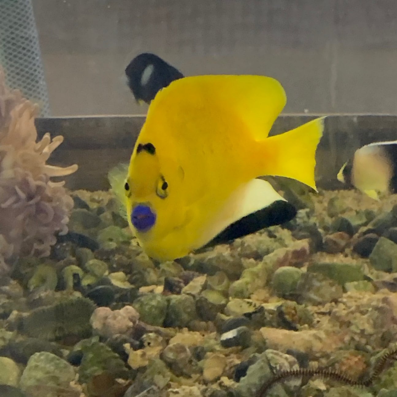 【現物21】sale シマヤッコ 6cm±! 海水魚 生体 15時までのご注文で当日発送(t111(t207 シテンヤッコ【インドネシア産】 | 海水魚,ヤッコ | やどかり屋